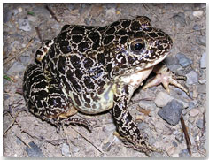 crawfish frog